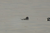 Barrow's 1st yr female plum cove gloucester 1 of 3 in the cove that day