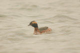 horned grebe off Barhead sandy point plum island
