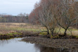 Ipswich River in March? Water levels more like June/July