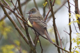 great-crested flycatcher plum island