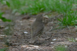 swainson's? grey cheeked , nah.... white tips on tail? Marblehead