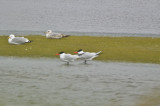 caspian terns plum island