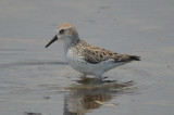 semipalmated sandpiper plum island
