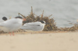 1st year arctic tern plum island