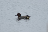 green-wingedXcommon teal hybrid?