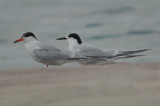 common tern and 1st yr roseate ?