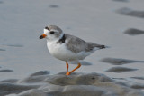 piping plover sandy point pi