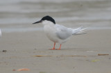 roseatte tern plum island