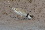 worn, cool looking feathers semipalmated plover
