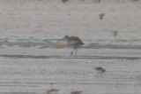 himbrel with longish bill (female?) plum island