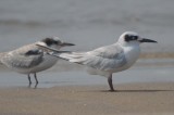 1st yr fosters (front) plum island