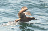 Sooty Shearwater