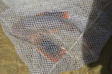 sea robin clammer at sandy point plum island captured this fish