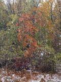 Thru the snow