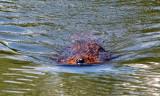 The turtle approaches rapidly