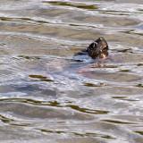 It looked at me and then dived!