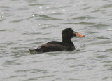 Surf Scoter; immature male