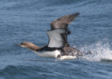 Pacific Loon; basic