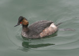 Eared Grebe; transitional plumage