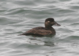 Surf Scoter; female