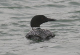 Common Loon; breeding