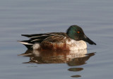 Northern Shoveler; immature male