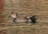 Gadwall; male