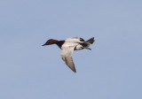 Canvasback; male