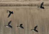 Buffleheads; females