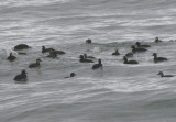Black Scoters