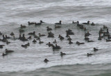 Black Scoters