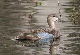 Blue-winged Teal; female