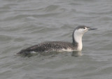 Red-throated Loon; basic