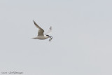 Thalasseus sandvicensis / Grote Stern / Sandwich tern
