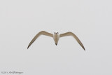 Thalasseus sandvicensis / Grote Stern / Sandwich tern