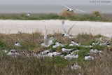 Thalasseus sandvicensis / Grote Stern / Sandwich tern