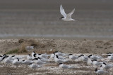 Thalasseus sandvicensis / Grote Stern / Sandwich tern