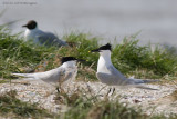 Thalasseus sandvicensis / Grote Stern / Sandwich tern
