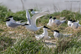 Thalasseus sandvicensis / Grote Stern / Sandwich tern
