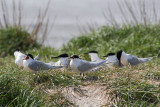 Thalasseus sandvicensis / Grote Stern / Sandwich tern