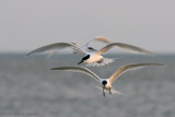 Thalasseus sandvicensis / Grote Stern / Sandwich tern