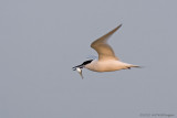 Thalasseus sandvicensis / Grote Stern / Sandwich tern