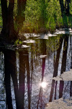 The Swamp