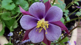 Columbine MacroApril 20, 2011