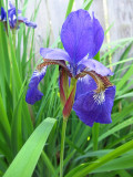Purple FlowerJune 3, 2011