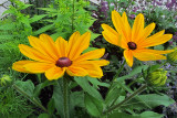 Yellow DaisiesJuly 8, 2011