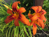 Asiatic LiliesJuly 19, 2011