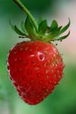Strawberry MacroJune 9, 2012