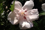 Rose of SharonJuly 17, 2012