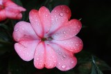 Impatiens MacroJuly 22, 2012